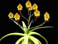 The striking candelabra of Aloe angelica in full bloom.