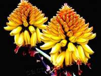 Inflorescences colour up with more orange-red in direct sunlight.