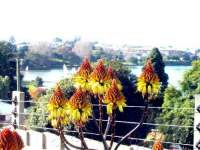 An Aloe that appreciates a good view.