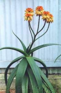 Our first flowering of Aloe angelica, behind Knee De