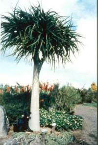 ARC Botanic Gardens, Manurewa, an early pic. 