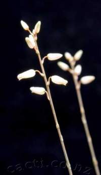 Lousy pic of white flowers.