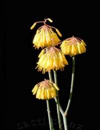 Capitate racemes of hanging flowers about to open.