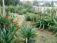 Happy in our Auckland garden (in left foreground).