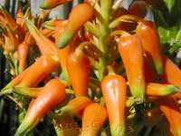 Rich orange glossy flowers are frequent.