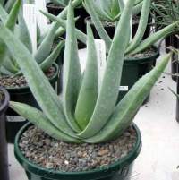 Juvenile plants have spotted leaves. The spots disappear as it matures.