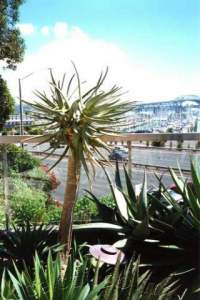 Outdoors in Auckland, see the Harbour Bridge.