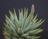 Emerging flowers on a 15 yo plant, the rosette is dichotomising (dividing into two).