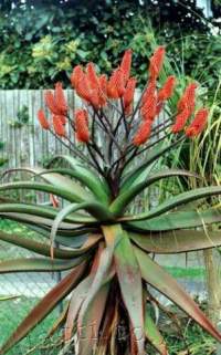 A wide rosette, maybe 2m diameter, in an Auckland garden.