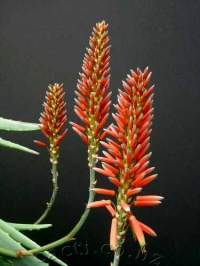 Closeup of flowers.