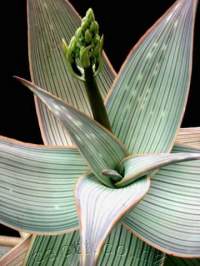 Emerging inflorescence in February (NZ time).