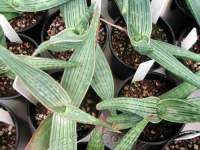 Younger plants in 15 cm pots.