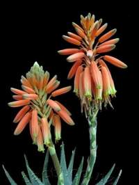 Closeup of flowers.