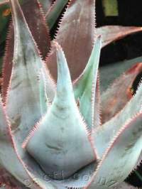 Sawtoothed edge to a stone-grey leaf sets this aloe apart.