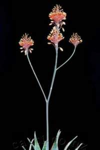 Branched inflorescence in winter.