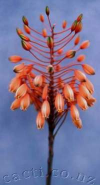 The raceme lowers its flowers progressively as they open.