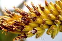 Closeup of flowers.