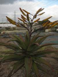 Big rosette, about 1.5 m wide! This one's green, not blue.