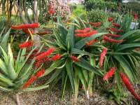 Bristling with firepower in our Auckland Trial Garden.