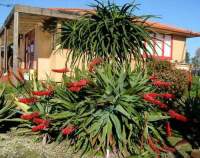 Flowering in our Auckland garden.