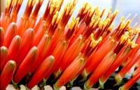 Closeup showing secund arrangement of flowers.