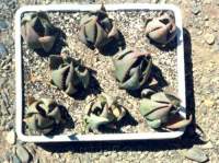 Young Aloe ortholopha when very dry