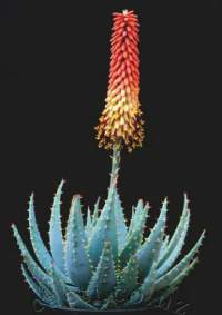 Biggest raceme of any of the small Aloes.