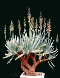 Magnificent plant in a patio tub.