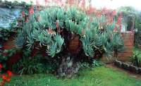 Huge plant 50 years old in an Auckland garden.