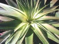 Many-leaved rosette needs regular water to avoid tip dry-off.