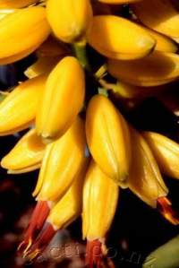 Closeup of flowers, waxy almost plastic-like.