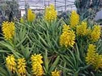 Flowering in our Sales Greenhouse (but not for sale, sorry)..