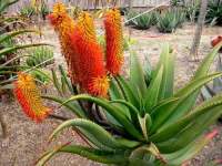 Flowers in late winter, bringing warm orange cheer.