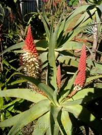 Enjoying the sunshine in an Auckland garden.