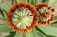 Bird's eye view of flowers.