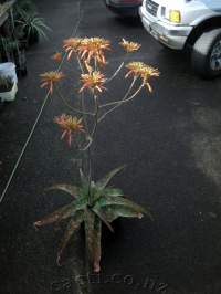 The racemes are held over 1 meter above the large stemless rosette.