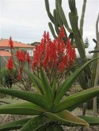 Showy winter flowers.