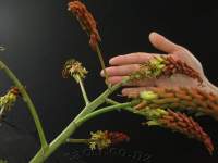 Tiny dainty inflorescence for a large Aloe!