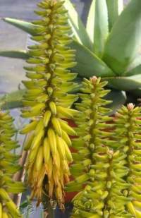 Yellow flowers in dense racemes are distinguishing.