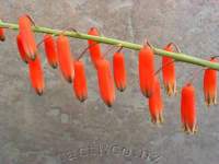 Hanging flowers.