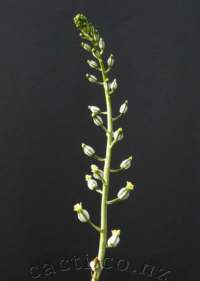 Inflorescence.