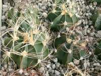 The straw-coloured spines on left typify this taxon but the variability is enormous and pink flowers are also known, in addition to the standard yellow.