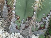 Astrophytum Scuzz, the dark scarring that comes to remind you that you have been ignoring the plant lately. It's onset is related more to underpotted stress than age, although age is a good excuse frequently offered.