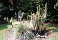 Even bigger, 50cms plus in diameter of caudex, in a frost-prone garden in Katikati.