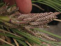 Flower buds.