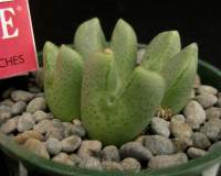 Conophytum bilobum Komaggas