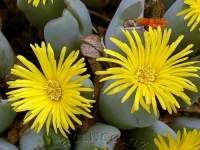 Conophytum bilobum 'noisabisense'