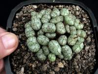 12yo plant.