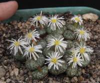 Flowers.