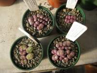 These particular ones had a pink tone as they were dried off in spring.